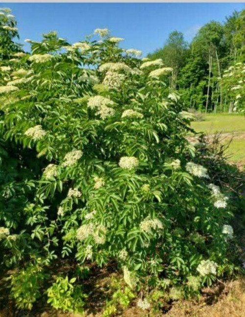 Black Diamond Elderberry - Retail