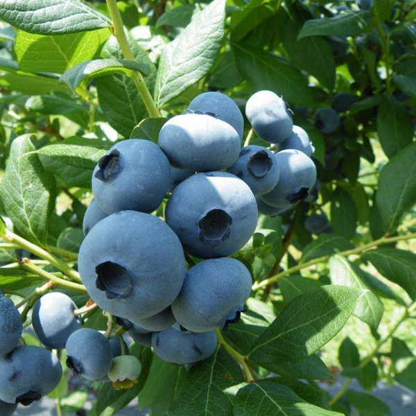 Draper Blueberry - Wholesale