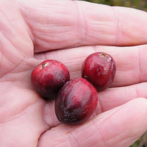 Ben Lear Cranberry - Wholesale