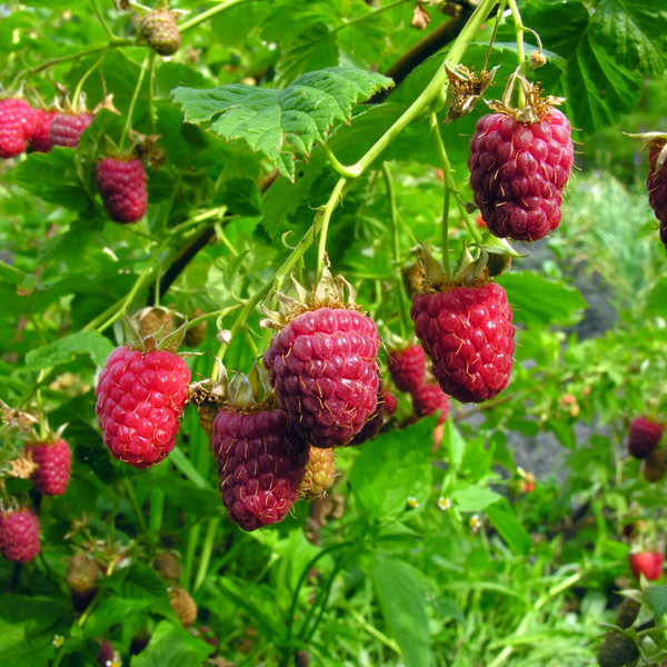 Autumn Britten Raspberry - Wholesale