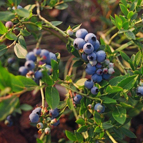 Little Crisp Blueberry - Retail