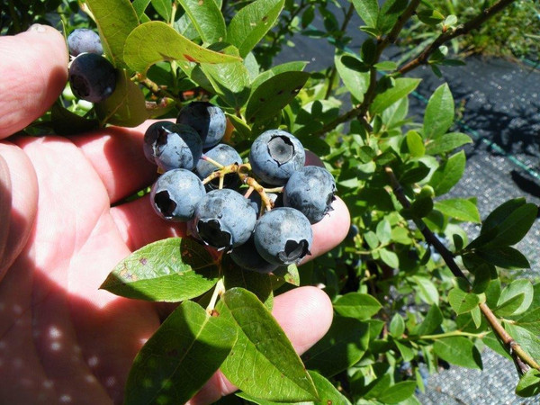 Polaris Blueberry - Retail