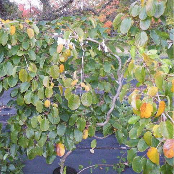 Meader Kiwiberry - Retail