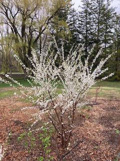 Ian Nanking White Cherry - Wholesale