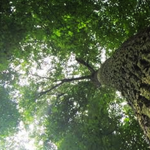 "Trimble Tech & Satellite Imagery Helps Forestry Management!" "Trimble Tech & Satellite Imagery Helps Forestry Management!"