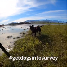 Get Dogs Into Surveying! Get Dogs Into Surveying!