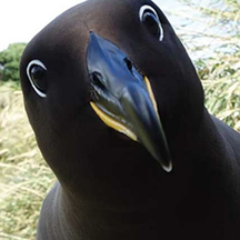Survey In Extreme Isolation Successfully Maps Bird Preserve! Survey In Extreme Isolation Successfully Maps Bird Preserve!