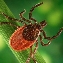 Tips & Tricks for Surveying with Ticks