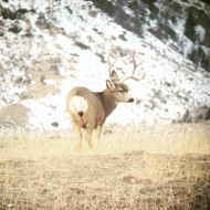 A Few Tips for New Hunters Interested In Fair-Chase Big Game A Few Tips for New Hunters Interested In Fair-Chase Big Game