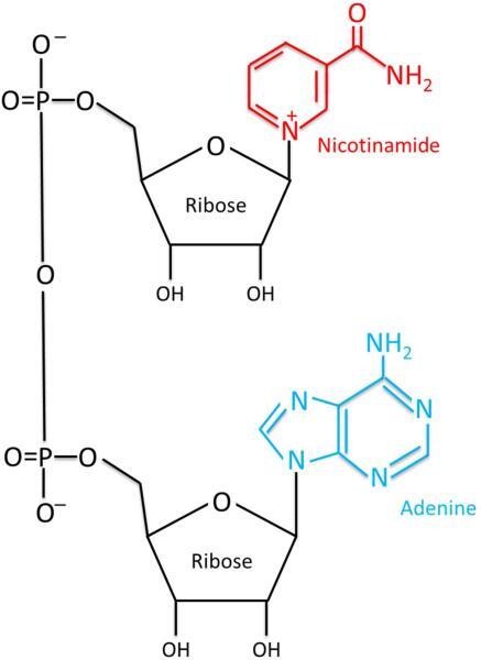 NAD+ Structure