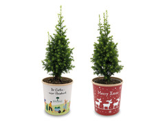 Kegelzypresse im Becher