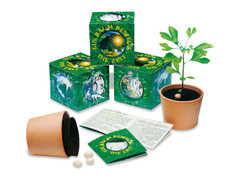 Ein Baum besiegt die Zeit - Samenset