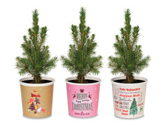 Geschenkbäumchen - Zuckerhutfichte