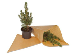 Tännchen to go - Zuckerhutfichte (ohne Werbedruck)