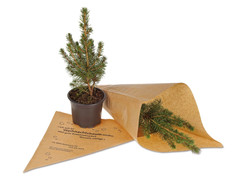 Tännchen to go - Zuckerhutfichte (mit Werbedruck)