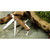 Victorinox Ranger 55 Wood Pocket Knife