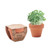 CRESS POT - Pot à cresson en terre cuite