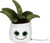 Schmoozies® Evergreenies® Aloe Vera