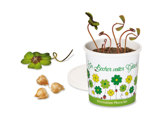 Glücksklee im Becher - Pflanzset
