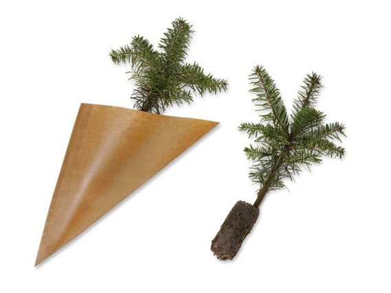 Nordmann Fir - Plant in a cone bag (without advertising print)