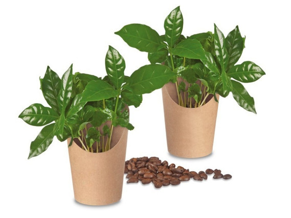 Minis in a Cup - Coffee Plant (without advertising print)