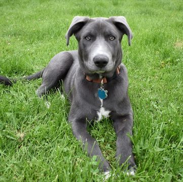 Blue Lacy puppy laying in grass