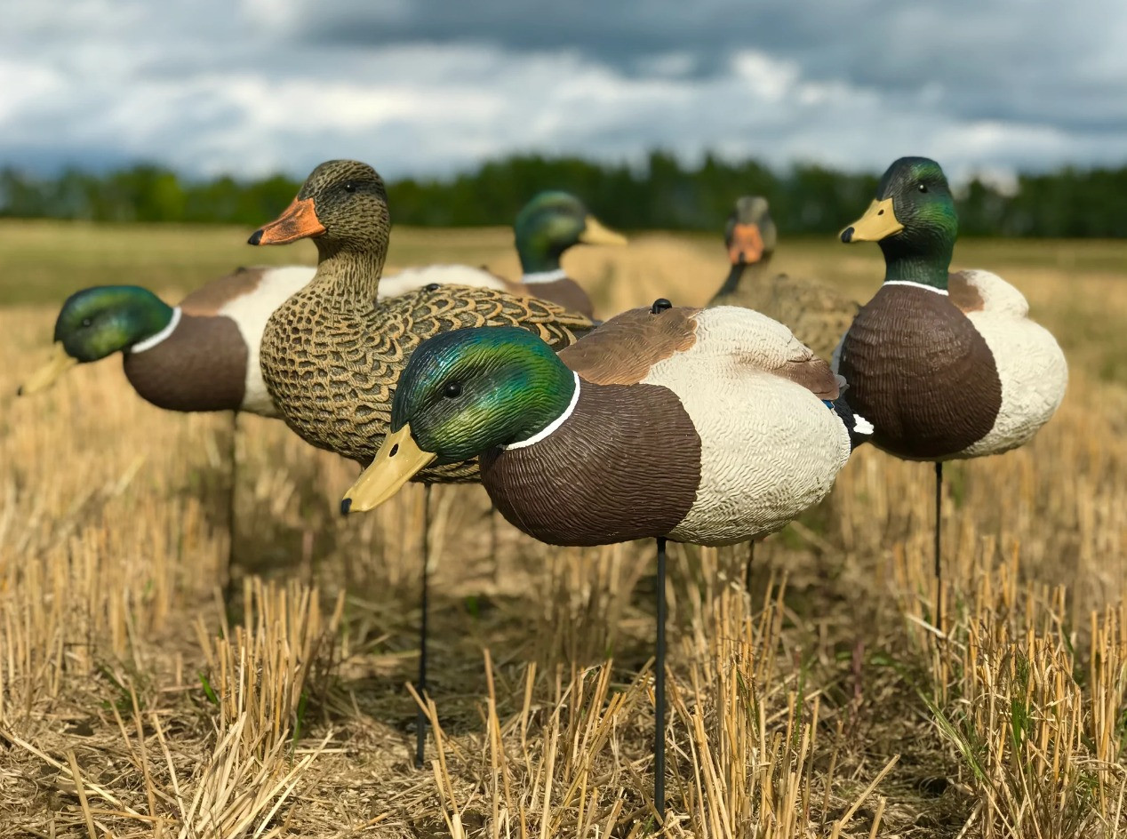 White Rock EVAC Series Mallard Decoys