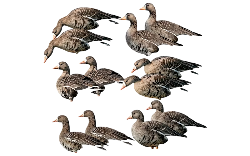 Avery GHG Specklebelly Silhouette Decoys