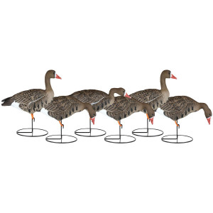 X-Treme Full Body Specklebelly Goose Decoys 6 Pack by Dakota Decoy Company featuring durable EVA plastic construction with Dakota Tuff technology for long-lasting use. Includes 3 feeders, 2 actives, and 1 sentry decoy, each 25"-29" long. Equipped with Wind Walker motion bases for lifelike movement, even in light winds, and a stretchable leg system for easy transport and assembly. Perfect for creating a realistic Specklebelly goose spread in all weather conditions. Ideal for serious waterfowl hunters. X-Treme Full Body Specklebelly Goose Decoys 6 Pack by Dakota Decoy Company featuring durable EVA plastic construction with Dakota Tuff technology for long-lasting use. Includes 3 feeders, 2 actives, and 1 sentry decoy, each 25"-29" long. Equipped with Wind Walker motion bases for lifelike movement, even in light winds, and a stretchable leg system for easy transport and assembly. Perfect for creating a realistic Specklebelly goose spread in all weather conditions. Ideal for serious waterfowl hunters.