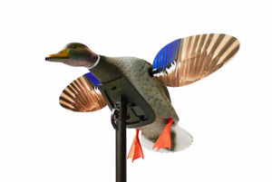 Mini Mallard Drake Mini Mallard Drake