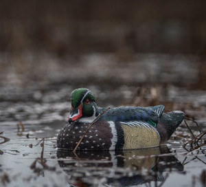 TopFlight Wood Duck Decoys 6 Pack by Avian-X TopFlight Wood Duck Decoys 6 Pack by Avian-X