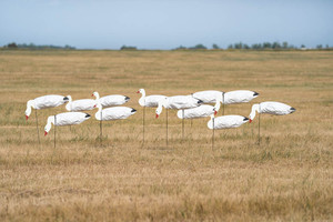 GHG Pro-Grade Snow Goose Socks Decoys 12 Pack by Banded GHG Pro-Grade Snow Goose Socks Decoys 12 Pack by Banded