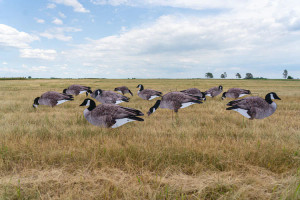 GHG Pro-Grade Silhouette Canada Goose Decoys by Banded GHG Pro-Grade Silhouette Canada Goose Decoys by Banded