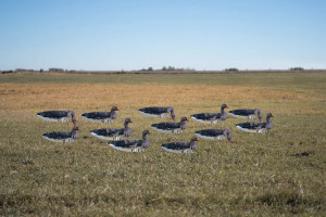 GHG Pro Grade Specklebelly Sock Decoys by Banded GHG Pro Grade Specklebelly Sock Decoys by Banded