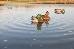 Power Shaker Motion Decoy Drake Preener by Avian X Power Shaker Motion Decoy Drake Preener by Avian X