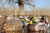 Avery GHG Pro-Grade XD Series Mallard Feeder Decoys 6 Pack by Banded, featuring DuraFeather™ soft body, IllusoryMotion™ technology, and 60/40 DuraKeel™ for lifelike feeding poses. Includes 2 Surface Feeder Drakes, 2 Surface Feeder Hens, and 2 Swimmer Drakes for premium waterfowl hunting spreads. Avery GHG Pro-Grade XD Series Mallard Feeder Decoys 6 Pack by Banded, featuring DuraFeather™ soft body, IllusoryMotion™ technology, and 60/40 DuraKeel™ for lifelike feeding poses. Includes 2 Surface Feeder Drakes, 2 Surface Feeder Hens, and 2 Swimmer Drakes for premium waterfowl hunting spreads.