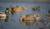 Avery GHG Pro-Grade XD Series Mallard Feeder Decoys 6 Pack by Banded, featuring DuraFeather™ soft body, IllusoryMotion™ technology, and 60/40 DuraKeel™ for lifelike feeding poses. Includes 2 Surface Feeder Drakes, 2 Surface Feeder Hens, and 2 Swimmer Drakes for premium waterfowl hunting spreads. Avery GHG Pro-Grade XD Series Mallard Feeder Decoys 6 Pack by Banded, featuring DuraFeather™ soft body, IllusoryMotion™ technology, and 60/40 DuraKeel™ for lifelike feeding poses. Includes 2 Surface Feeder Drakes, 2 Surface Feeder Hens, and 2 Swimmer Drakes for premium waterfowl hunting spreads.