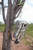 Economy Trail Camera Holder by HME