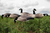Canada EVAC Fullbody 6pk green background