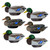 6 Pack of HydroFoam Mallard Drake Decoys by Heyday