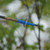 125gr 2.5 Inch Cut Levi Morgan Series 2 Blade Broadhead by Swhacker 125gr 2.5 Inch Cut Levi Morgan Series 2 Blade Broadhead by Swhacker