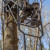 RELAX WIDE™ Ladder Tree Stand by Rivers Edge- Foot Rest RELAX WIDE™ Ladder Tree Stand by Rivers Edge- Foot Rest