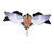 Spinning Wing Powerflight Dove Decoy by Avian X Spinning Wing Powerflight Dove Decoy by Avian X