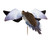Spinning Wing Powerflight Dove Decoy by Avian X Spinning Wing Powerflight Dove Decoy by Avian X