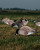 GHG Pro-Grade Silhouette Blue Goose Decoys 12-Pack by Banded