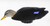 Power Shaker Motion Decoy Black Duck Surface Feeder by Avian X Power Shaker Motion Decoy Black Duck Surface Feeder by Avian X