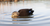 Power Shaker Motion Decoy Black Duck Surface Feeder by Avian X Power Shaker Motion Decoy Black Duck Surface Feeder by Avian X