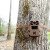 2 Pack Edge 3 Game Camera by Moultrie