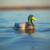 Motion Flyway Deputy Mallard Drake Motion Decoy by Jahpoo