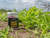 Beet Down 1/4 Acre Food Plot by Domain Outdoors